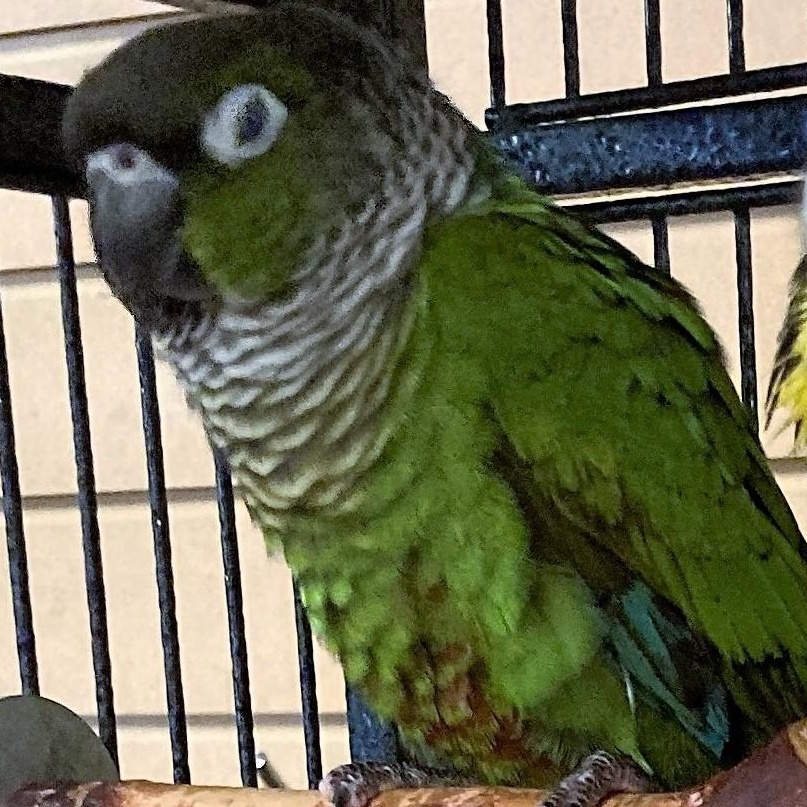 Enlarge Desi, an adoptable Conure in Lenexa, KS image 1/1