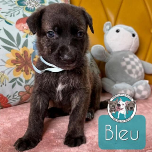 Bleu Ronnie