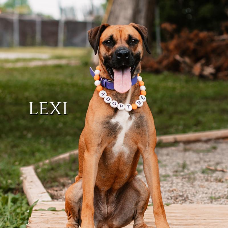Lexi, Adoptable, Adult Female Boxer & Rhodesian Ridgeback.