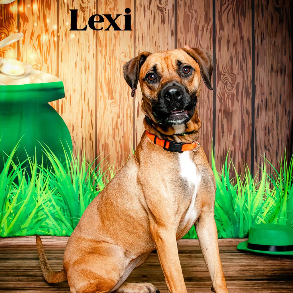 Enlarge Lexi, a Adoptable mixed breed in Oak Ridge, TN image 2/6