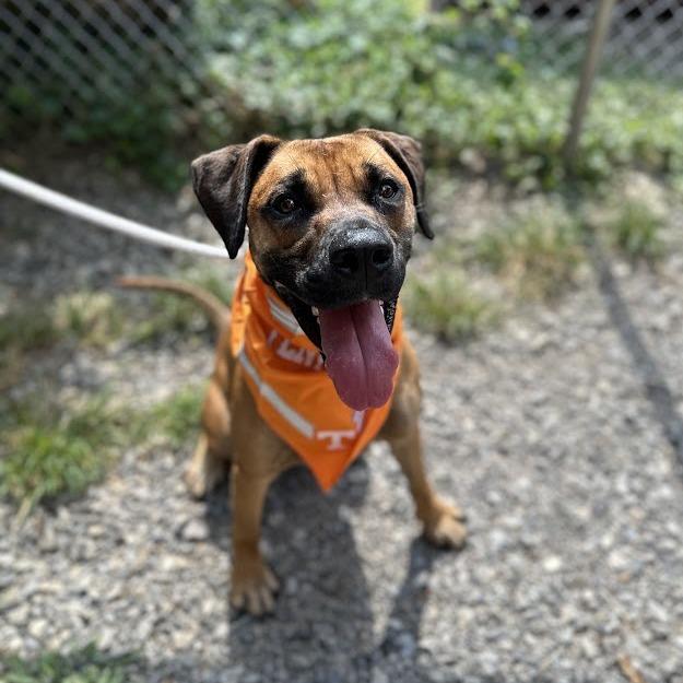 Enlarge Lexi, a Adoptable mixed breed in Oak Ridge, TN image 3/6