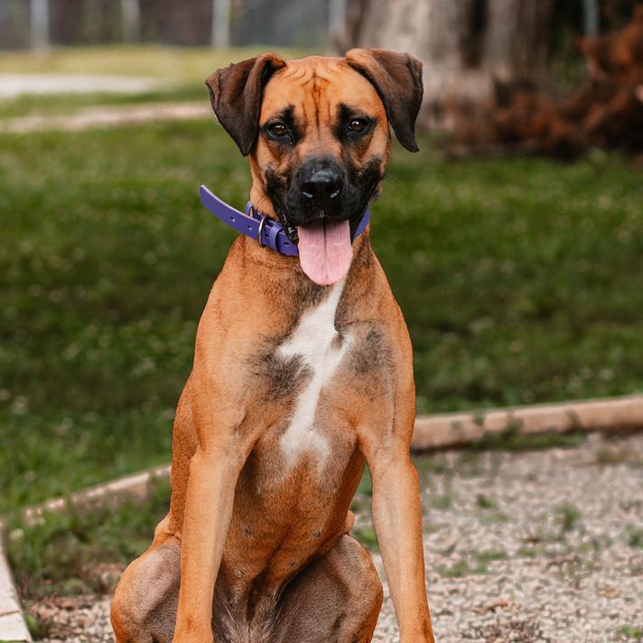 Enlarge Lexi, a Adoptable mixed breed in Oak Ridge, TN image 4/6