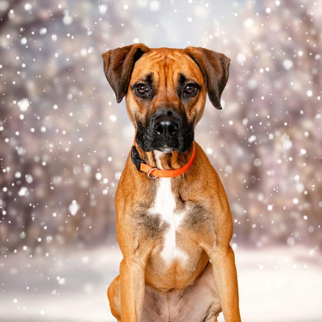 Enlarge Lexi, a Adoptable mixed breed in Oak Ridge, TN image 5/6