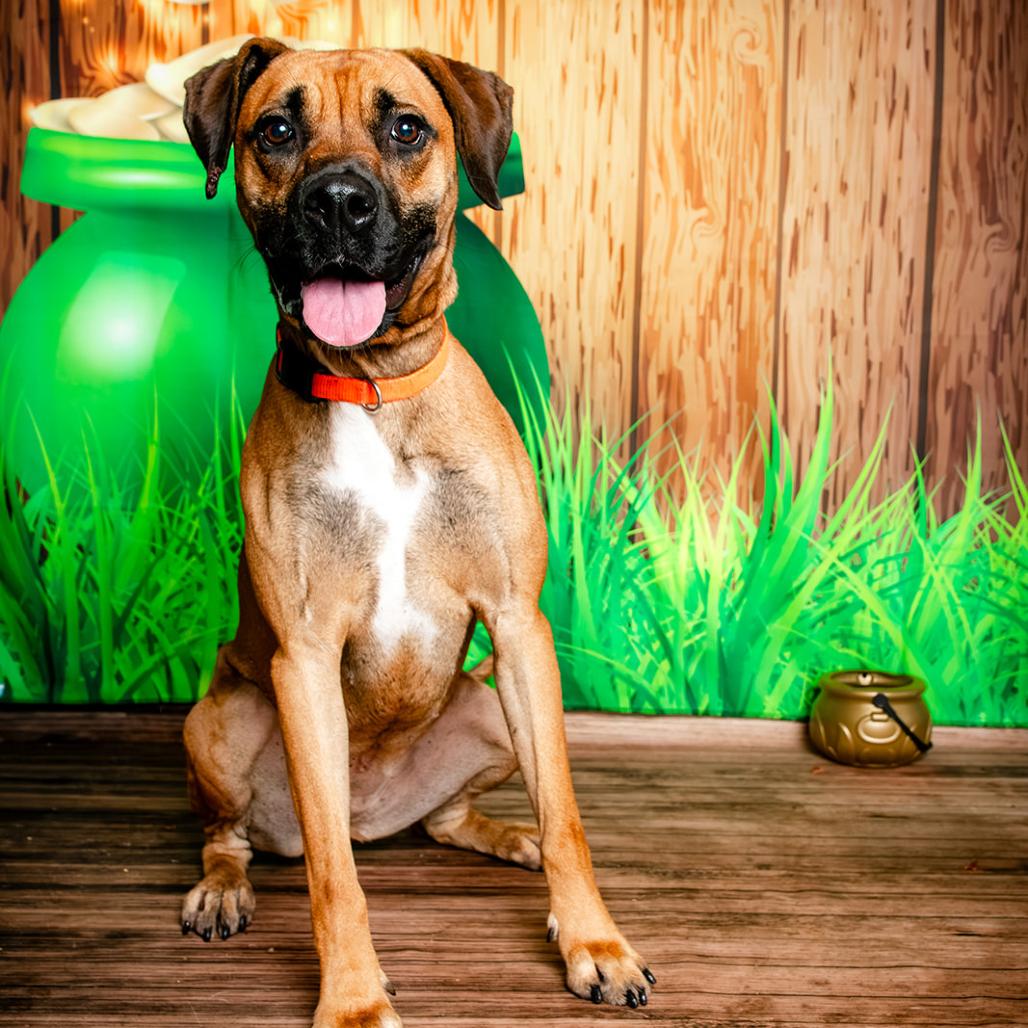 Enlarge Lexi, a Adoptable mixed breed in Oak Ridge, TN image 6/6