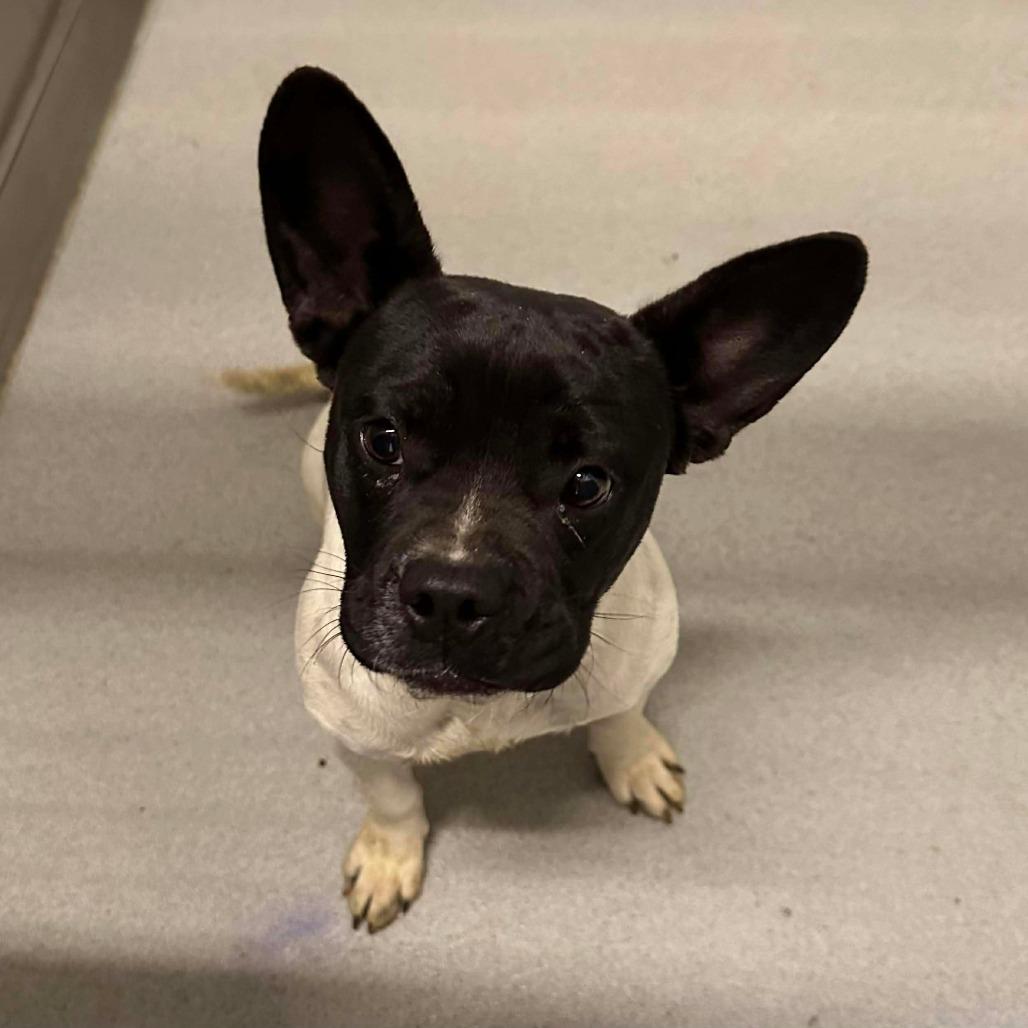 SAMANTHA, Adoptable, Young Female French Bulldog.