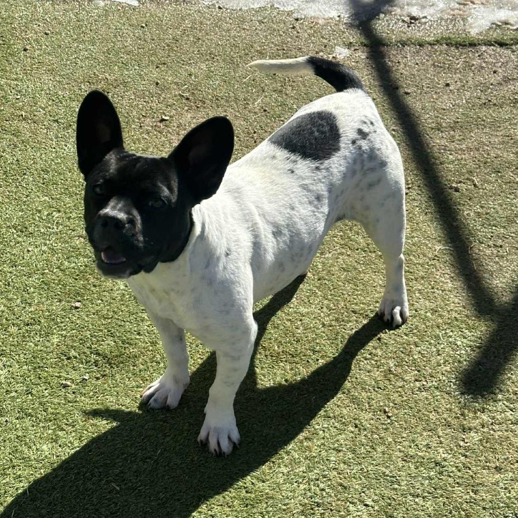 Enlarge SAMANTHA, a Adoptable French Bulldog in Loves Park, IL image 2/3