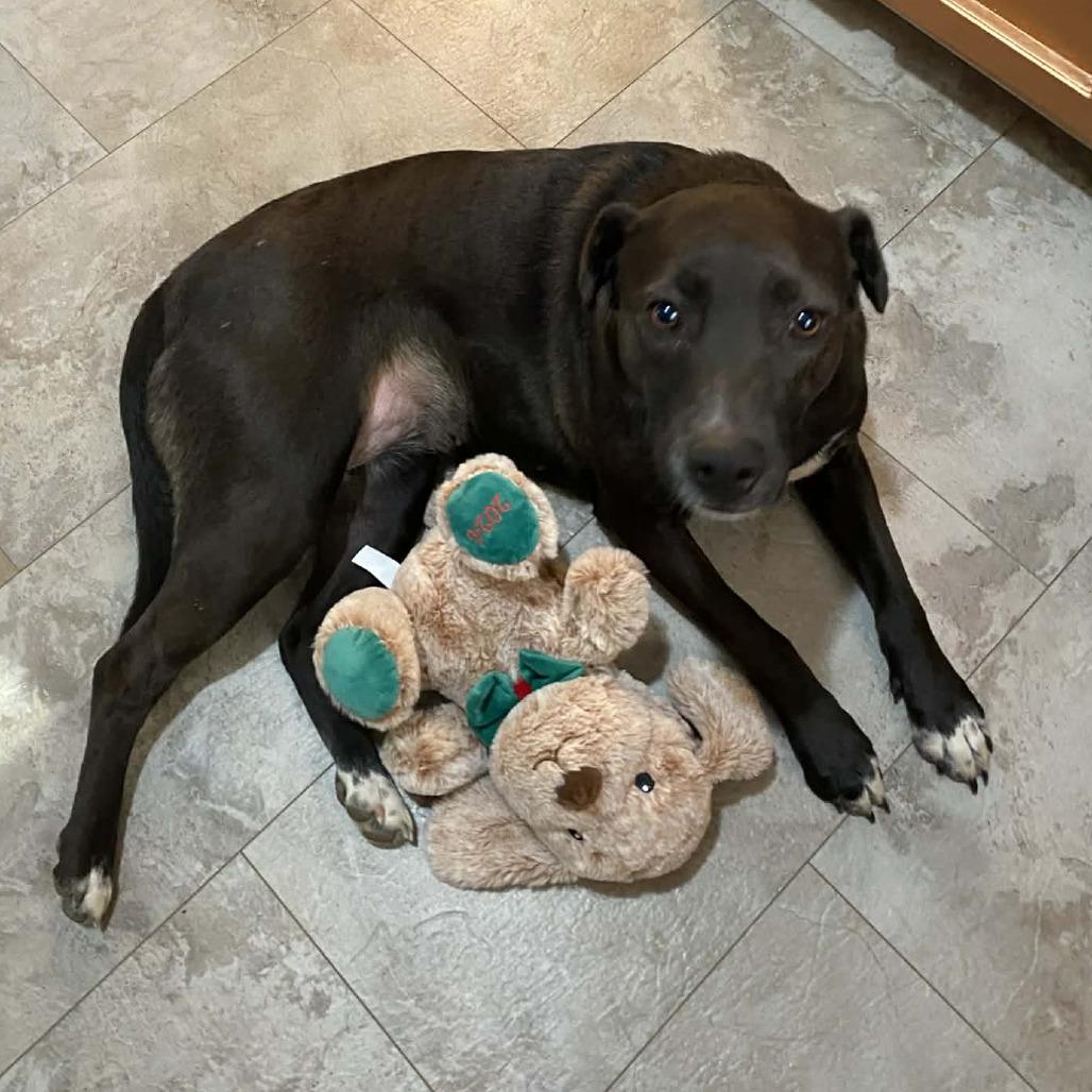 Enlarge Indie, a Adoptable Mixed Breed in Parrish, AL image 1/6