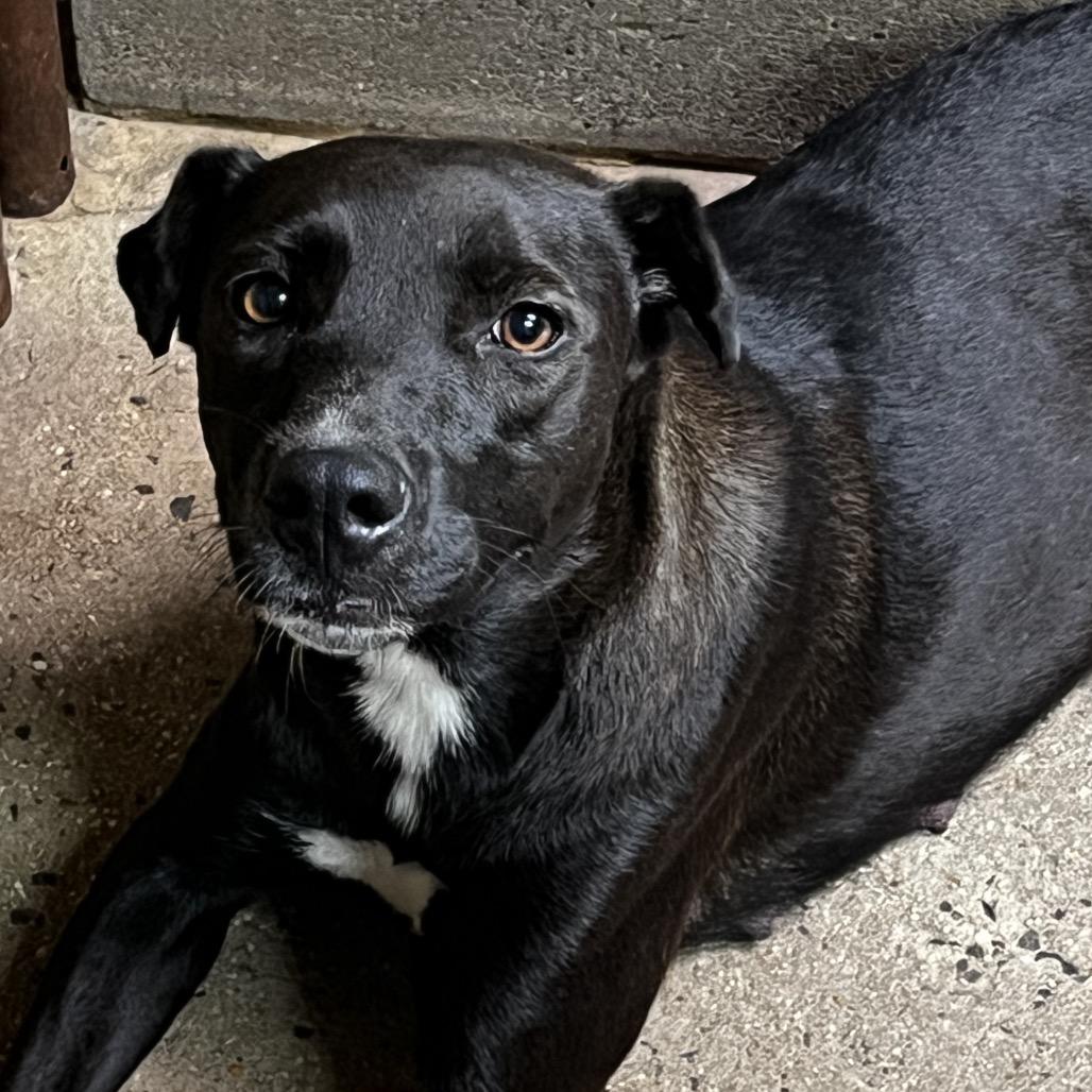 Indie, Adoptable, Adult Female Mixed Breed.