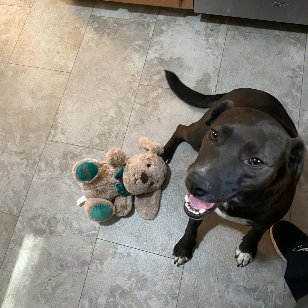 Enlarge Indie, a Adoptable Mixed Breed in Parrish, AL image 3/6