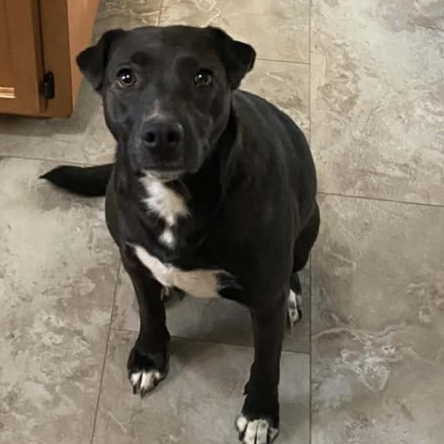 Enlarge Indie, a Adoptable Mixed Breed in Parrish, AL image 6/6