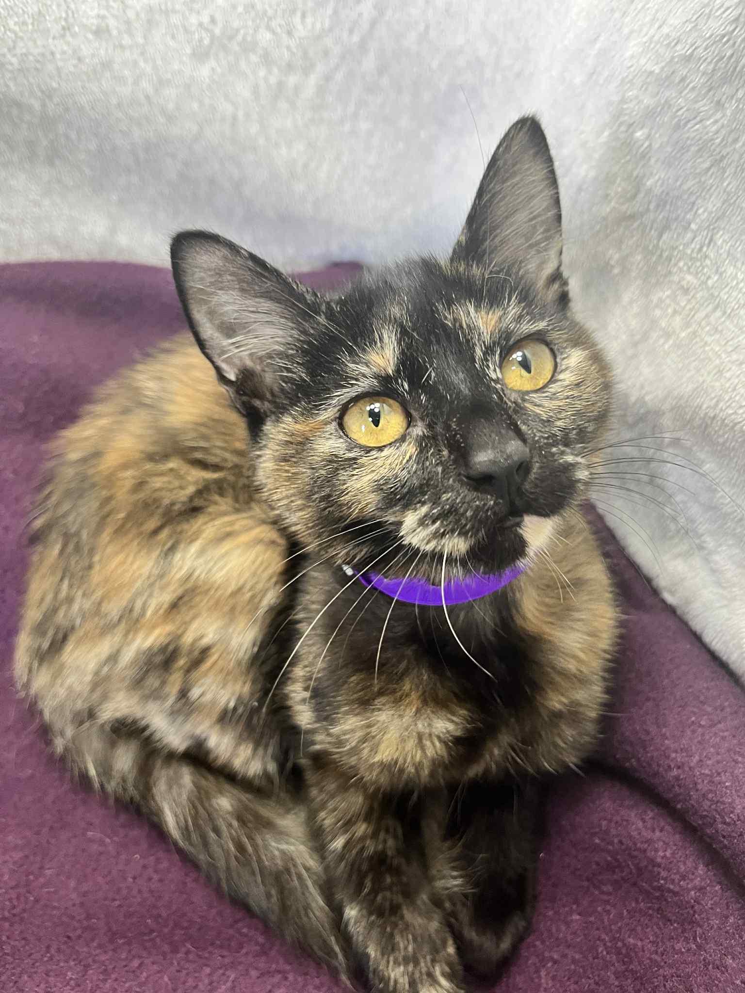 BooBoo, a Adoptable Tortoiseshell in Tavares, FL image 1/3