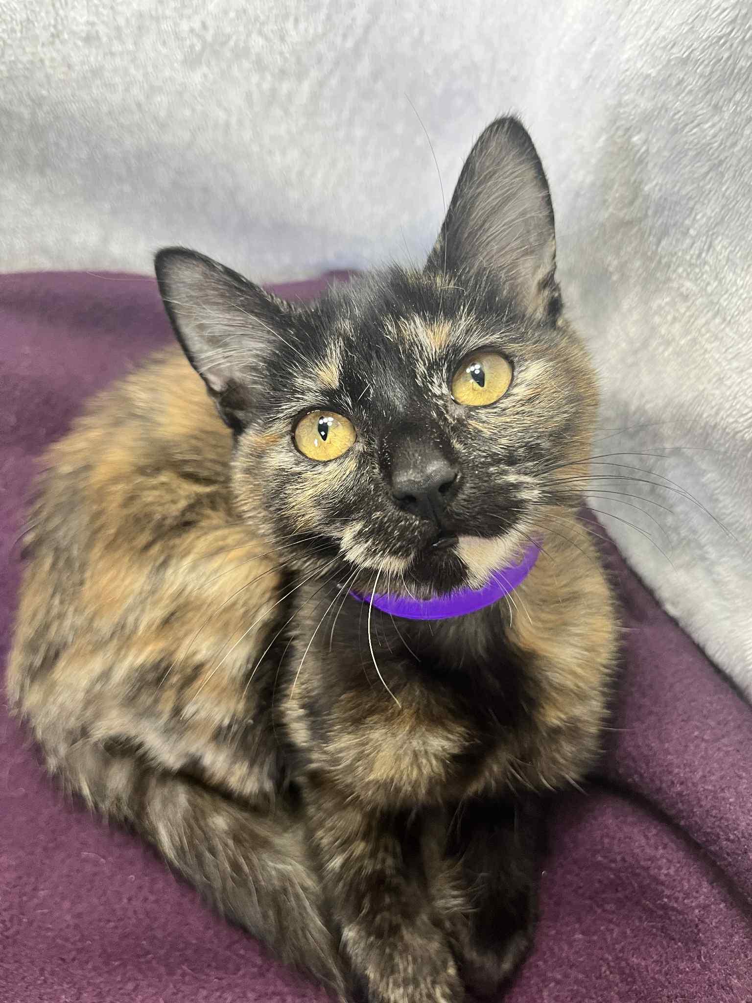 BooBoo, a Adoptable Tortoiseshell in Tavares, FL image 2/3