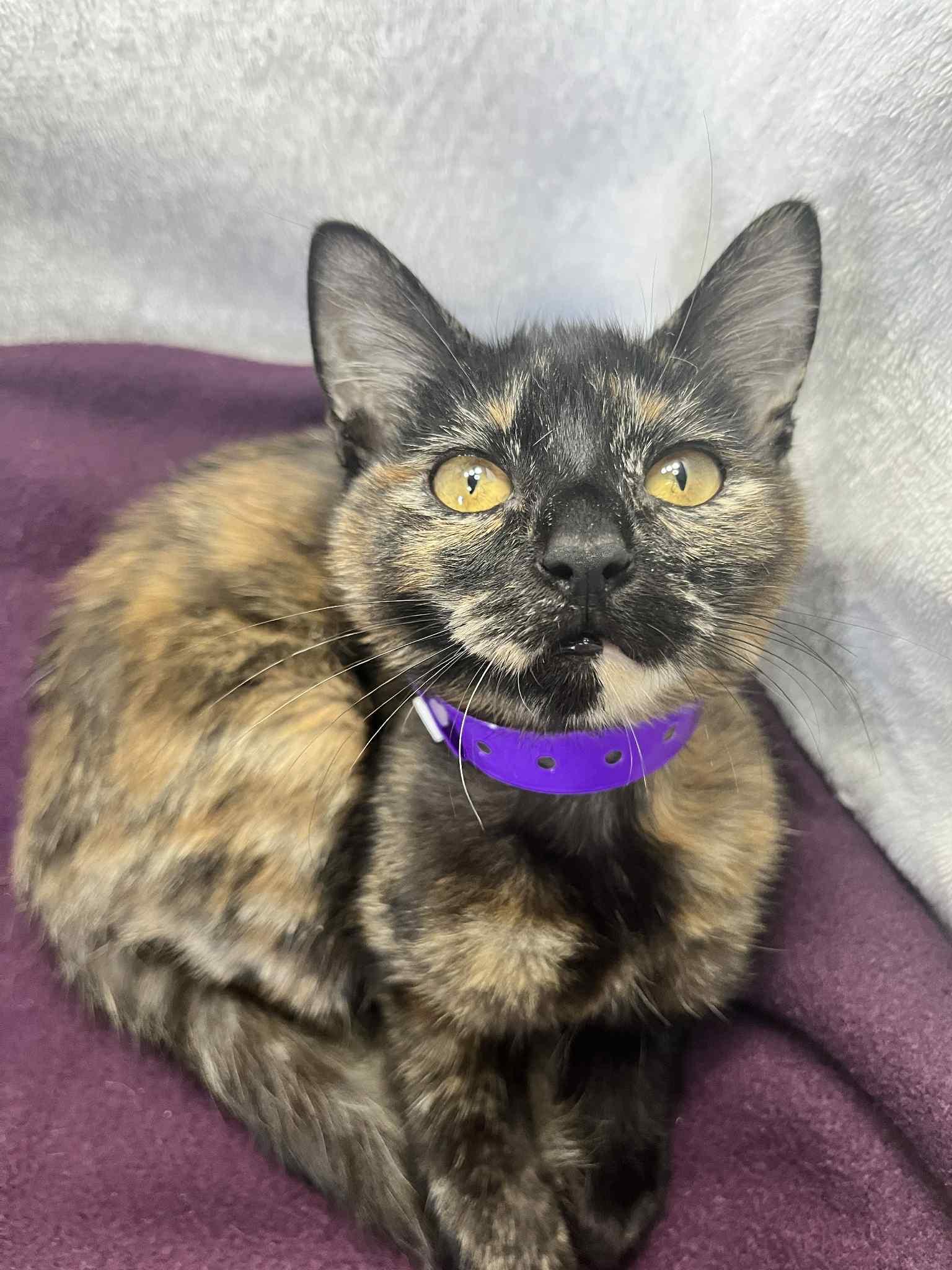 BooBoo, a Adoptable Tortoiseshell in Tavares, FL image 3/3