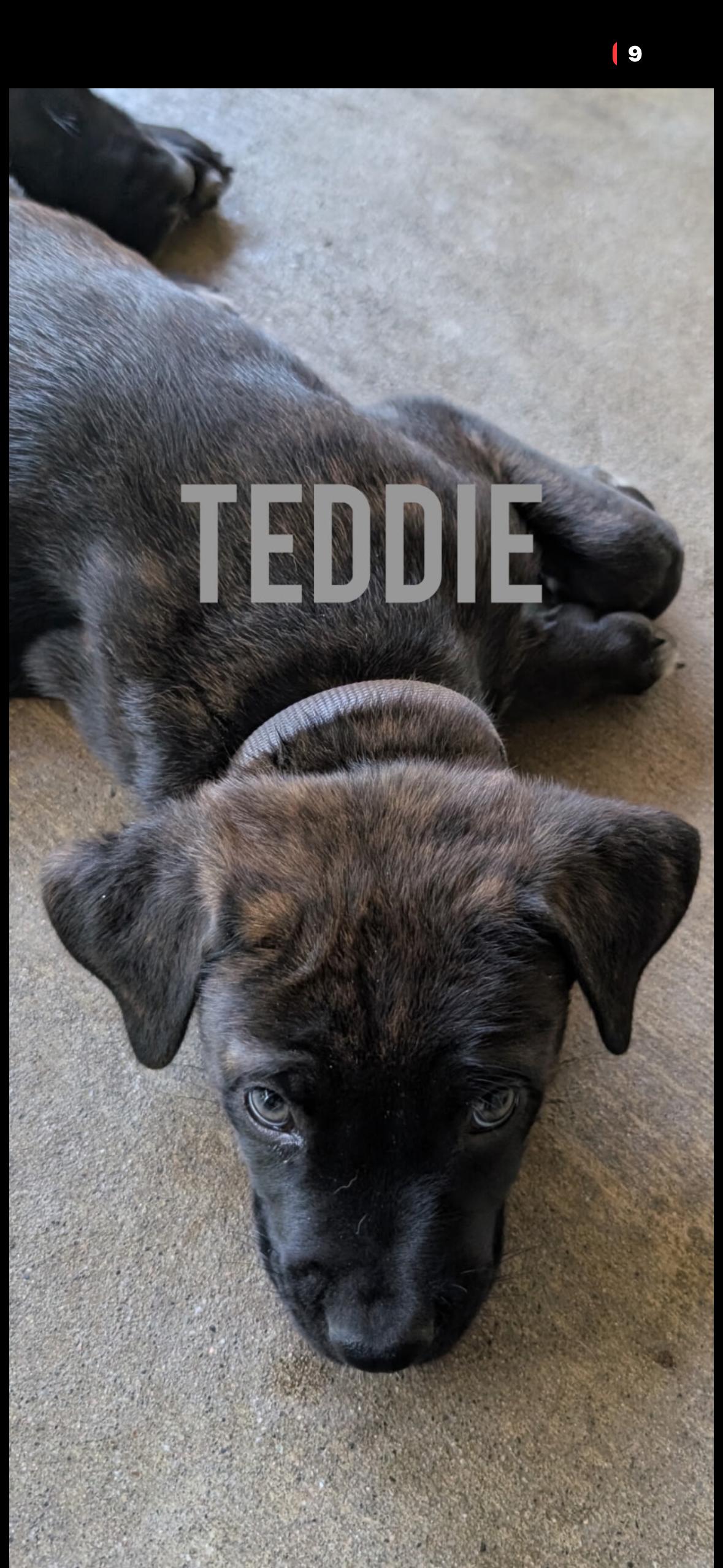 Enlarge Teddy, a Adopted Mastiff in Hayward, CA image 2/6
