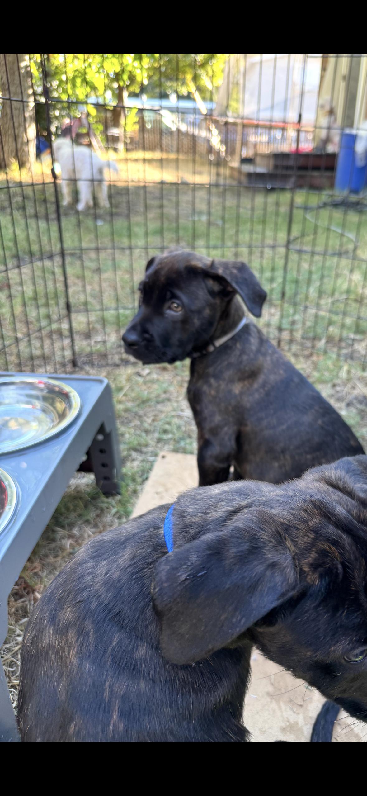 Enlarge Teddy, a Adopted Mastiff in Hayward, CA image 5/6