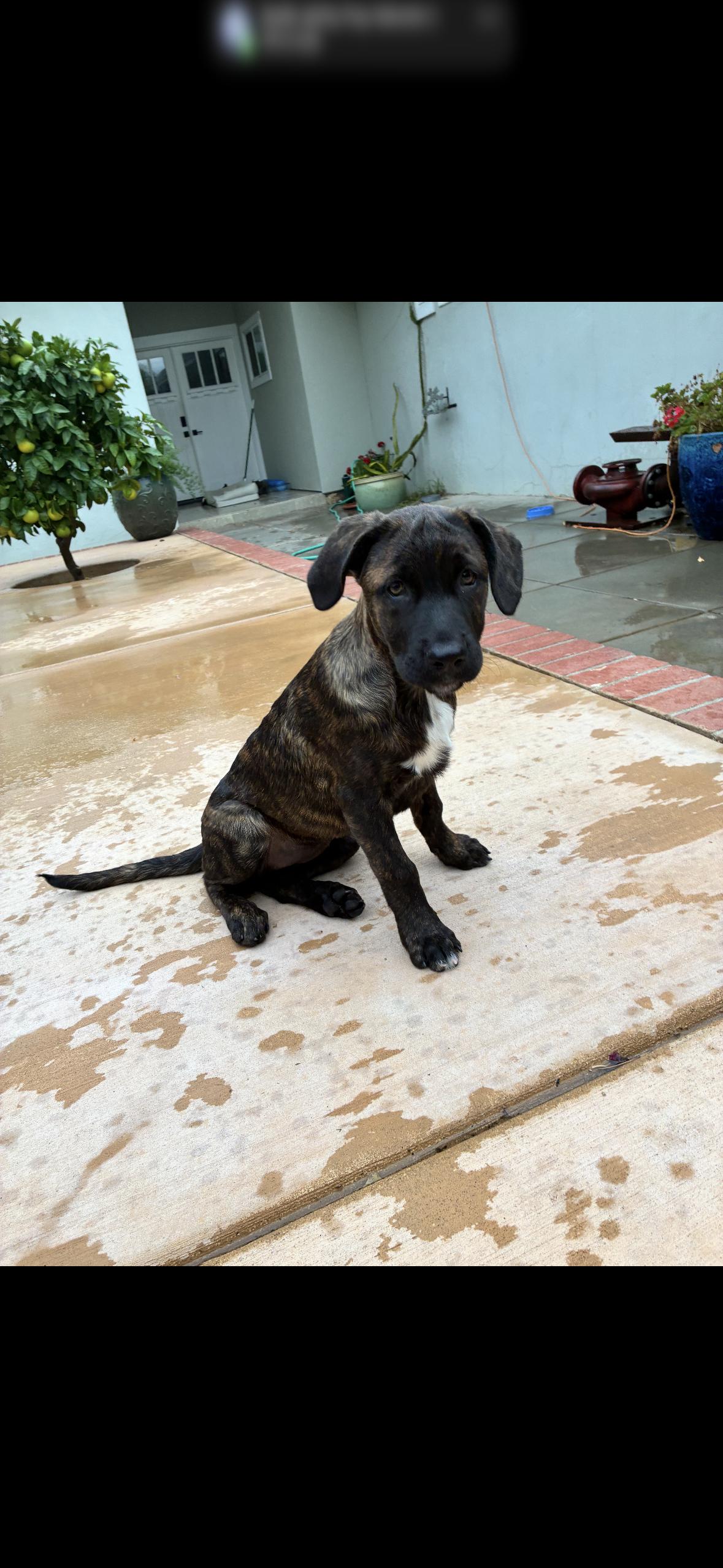 Enlarge Teddy, a Adopted Mastiff in Hayward, CA image 1/6