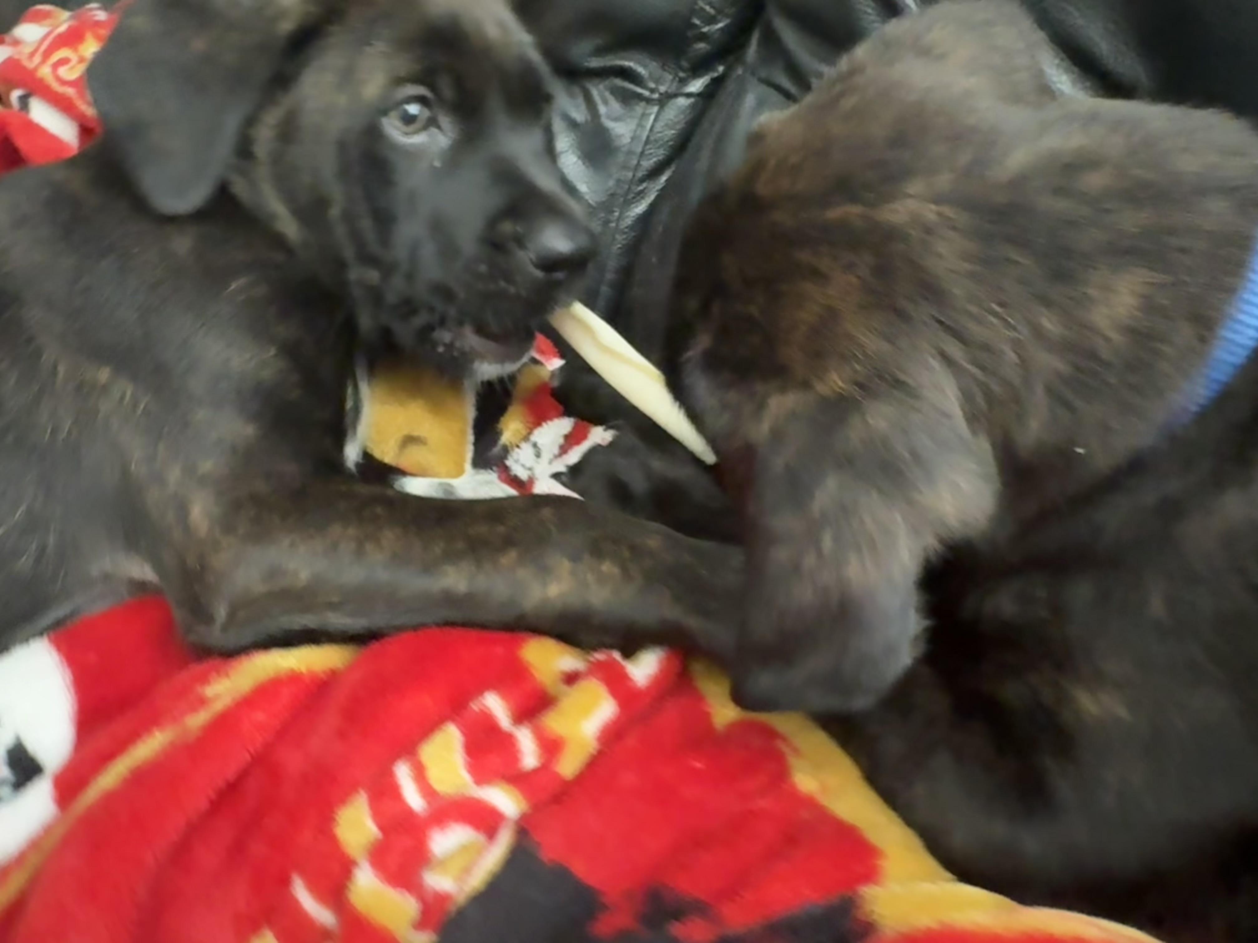 Enlarge Teddy, a Adopted Mastiff in Hayward, CA image 3/6