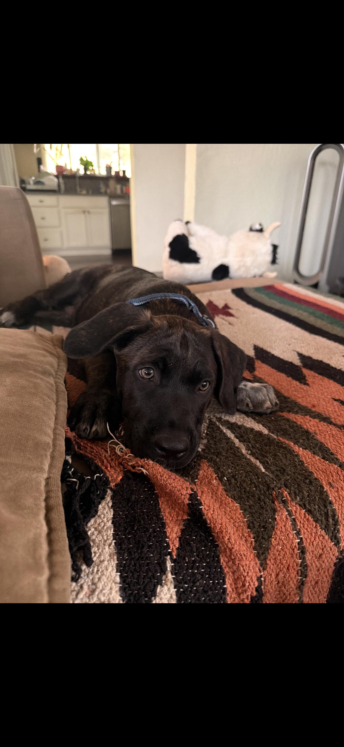 Enlarge Teddy, a Adopted Mastiff in Hayward, CA image 6/6