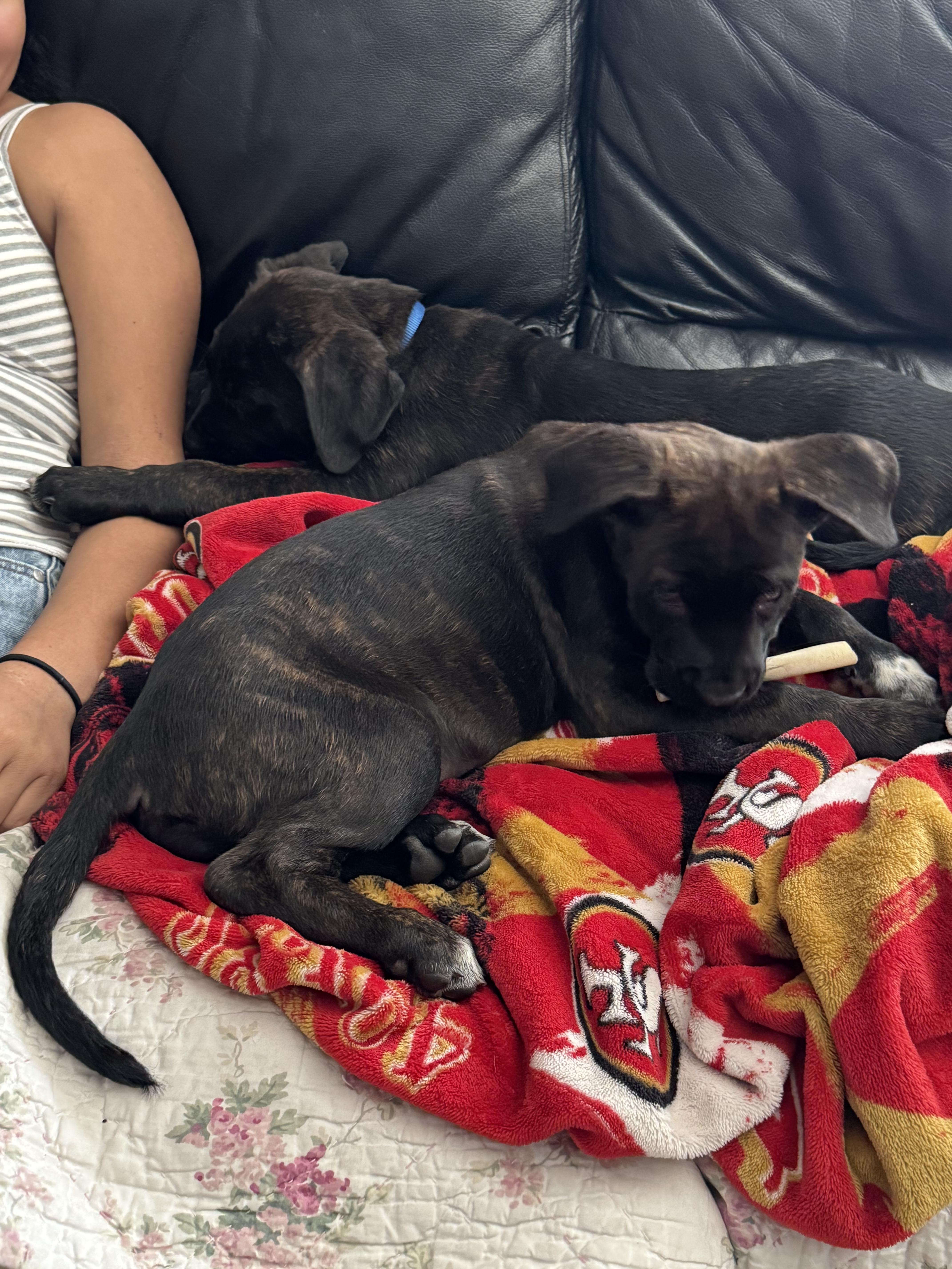 Enlarge Teddy, a Adopted Mastiff in Hayward, CA image 4/6
