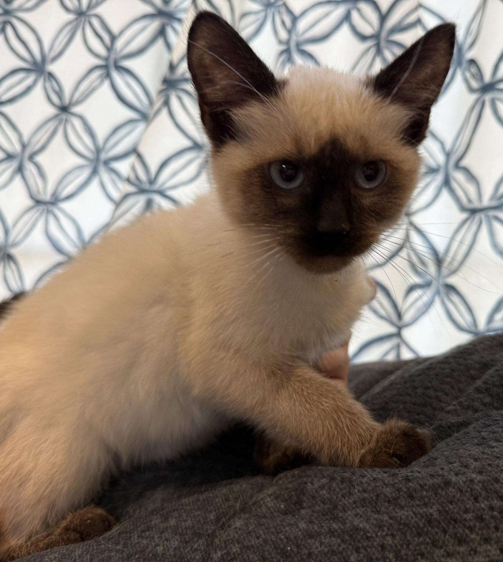 Sprout: Not at the Shelter (Faith), Adopted, Kitten Female Domestic Short Hair & Tortoiseshell.