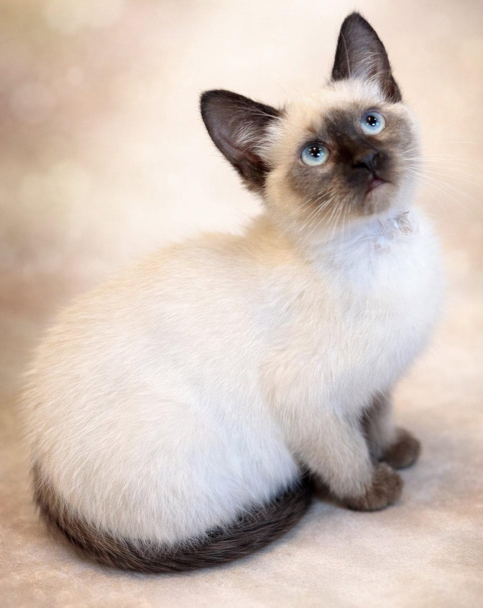 Enlarge Sprout: Not at the Shelter (Faith), a Adopted mixed breed in Rustburg, VA image 2/3