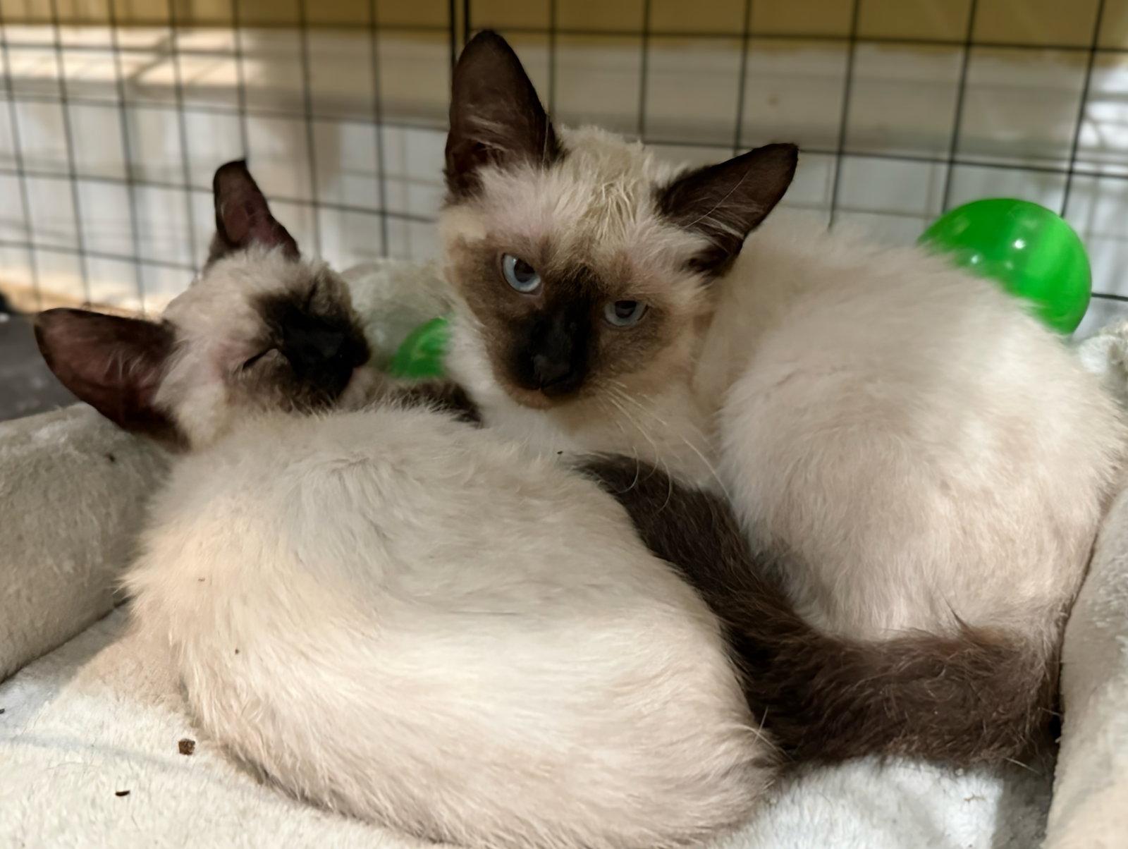 Enlarge Sprout: Not at the Shelter (Faith), a Adopted mixed breed in Rustburg, VA image 3/3