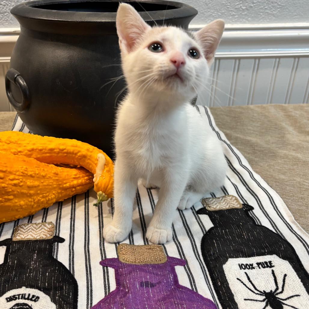 Enlarge Lampy, a Adoptable mixed breed in Commerce City, CO image 1/6