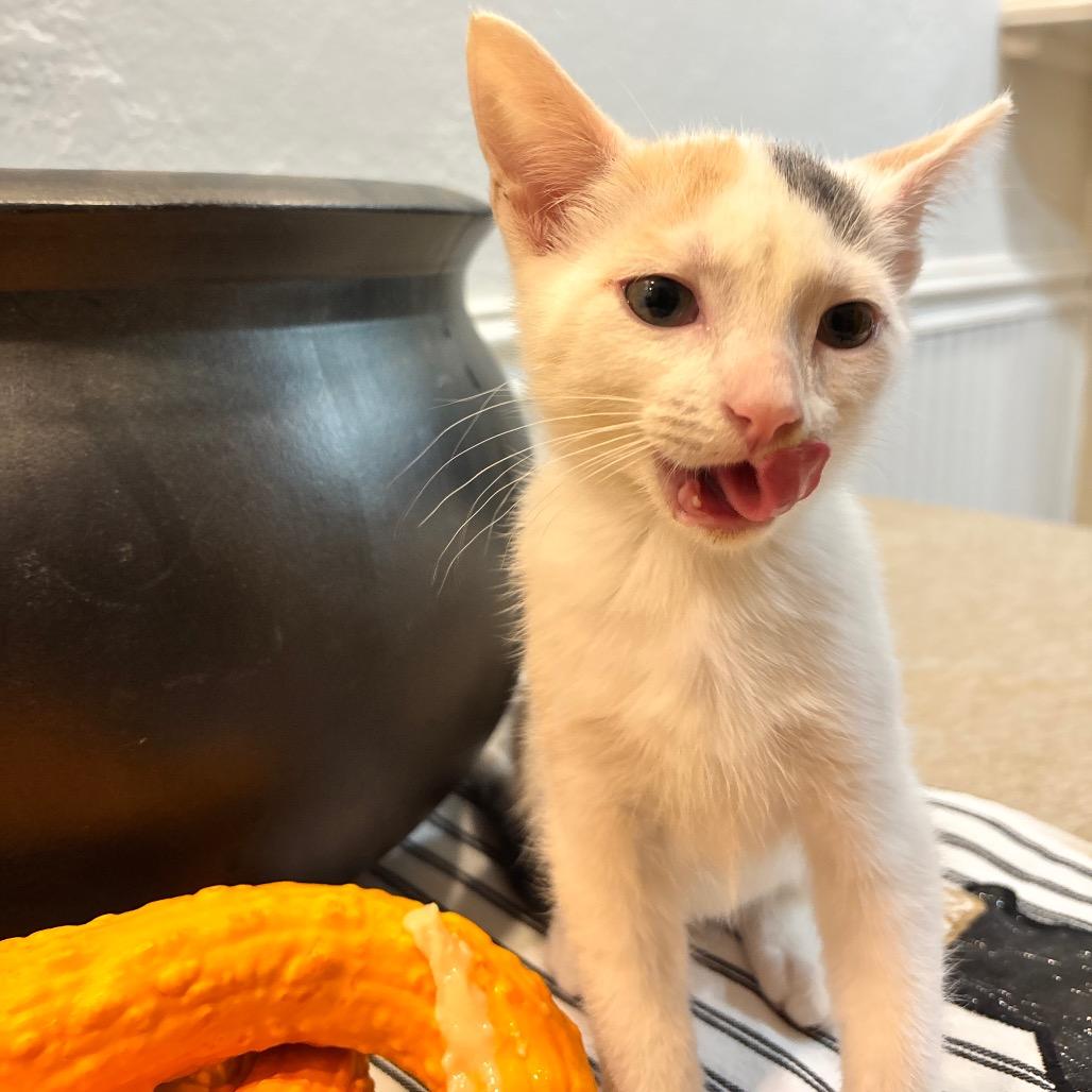 Enlarge Lampy, a Adoptable mixed breed in Commerce City, CO image 4/6