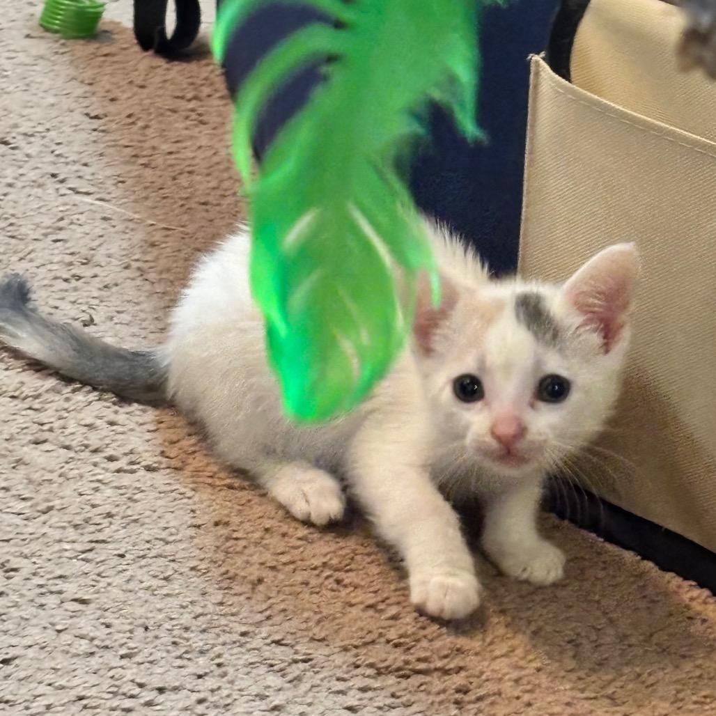 Lampy, Adoptable, Kitten Female Domestic Medium Hair & Domestic Short Hair.