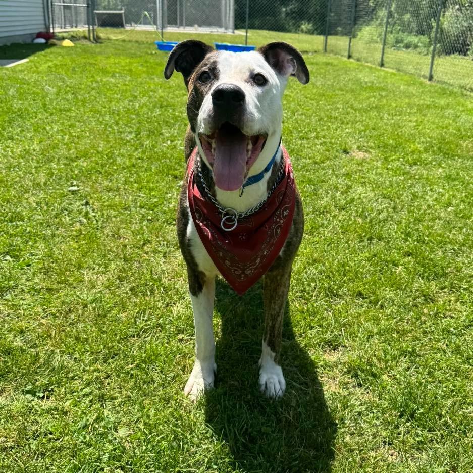 Snoopy, Adoptable, Adult Male Pit Bull Terrier.