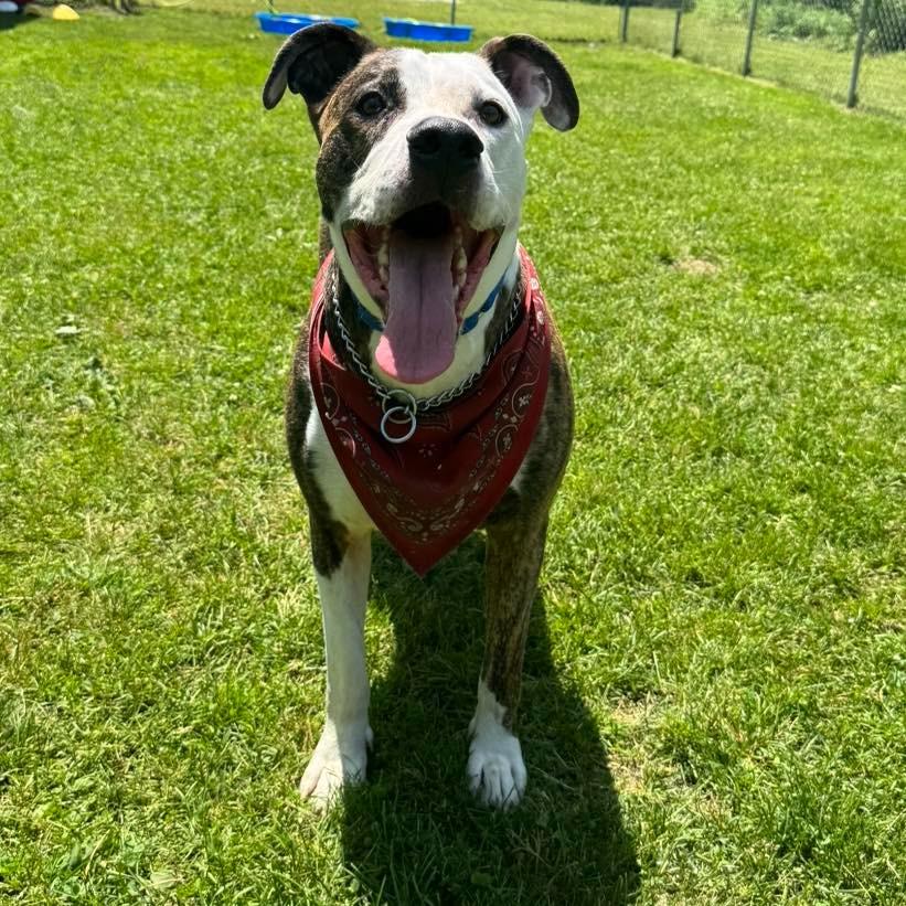 Enlarge Snoopy, a Adoptable mixed breed in Muskegon, MI image 2/6