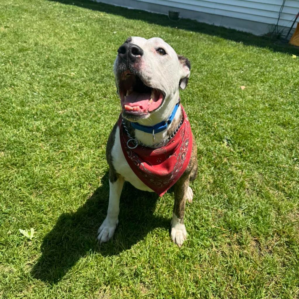 Enlarge Snoopy, a Adoptable mixed breed in Muskegon, MI image 3/6