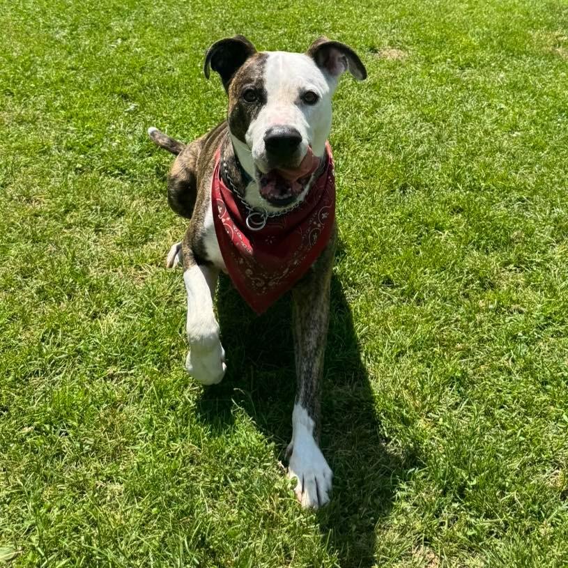 Enlarge Snoopy, a Adoptable mixed breed in Muskegon, MI image 4/6