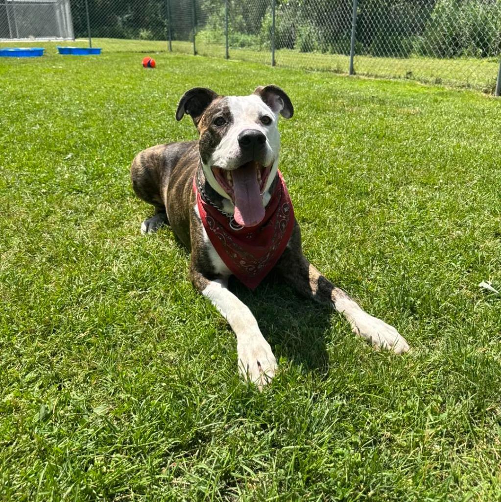 Enlarge Snoopy, a Adoptable mixed breed in Muskegon, MI image 5/6