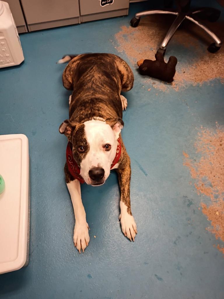 Enlarge Snoopy, a Adoptable mixed breed in Muskegon, MI image 6/6