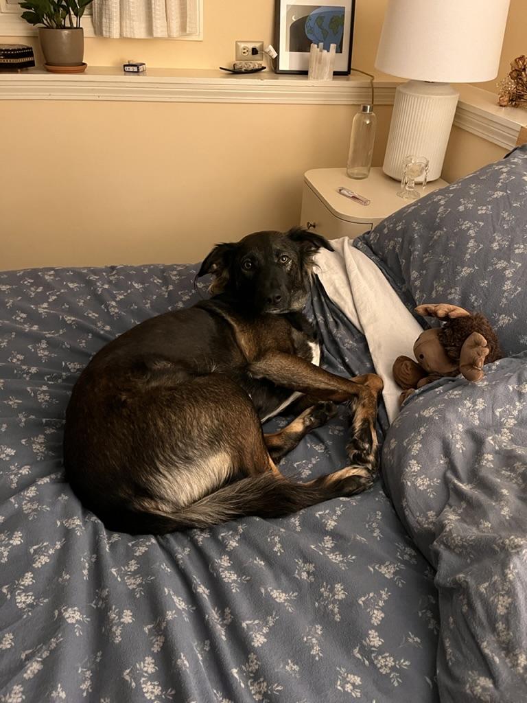 Enlarge Desi *Urgent*, a Adoptable mixed breed in Natick, MA image 5/6