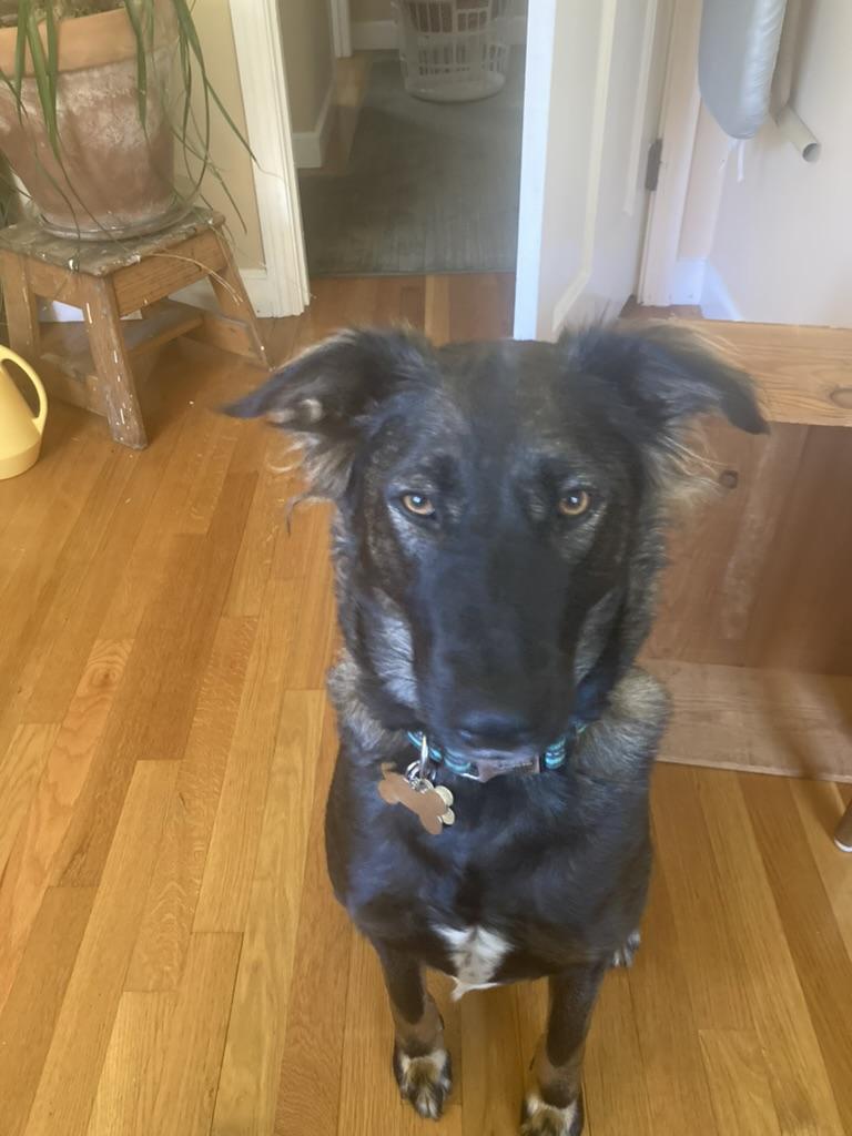 Enlarge Desi *Urgent*, a Adoptable mixed breed in Natick, MA image 3/6