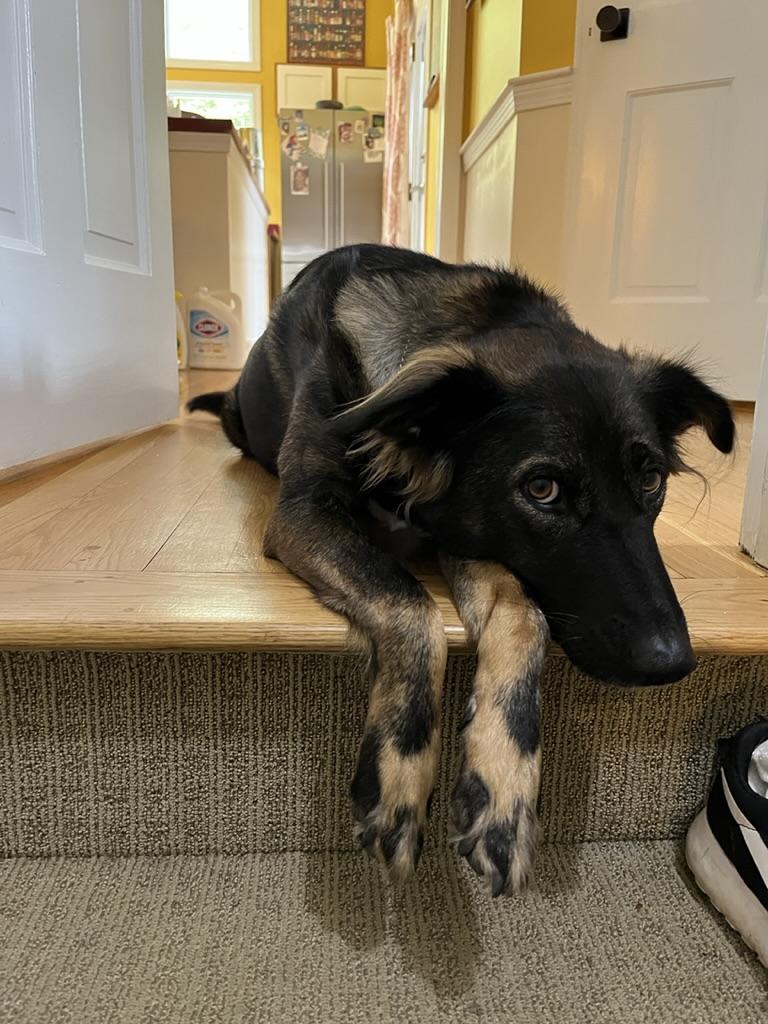 Enlarge Desi *Urgent*, a Adoptable mixed breed in Natick, MA image 4/6