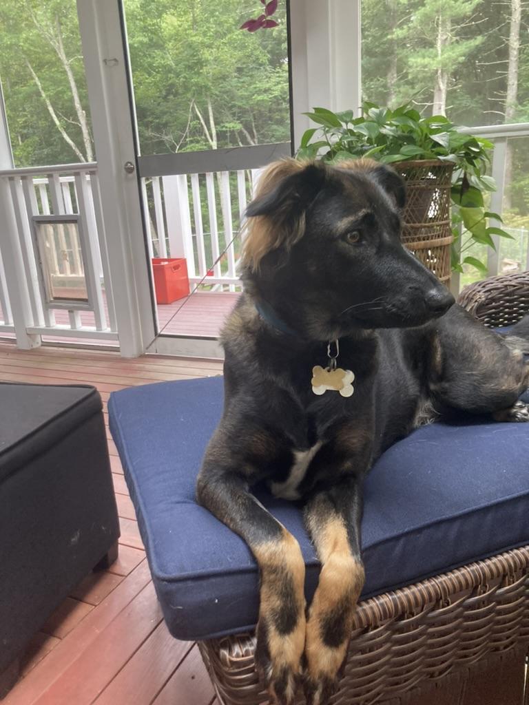 Enlarge Desi *Urgent*, a Adoptable mixed breed in Natick, MA image 2/6