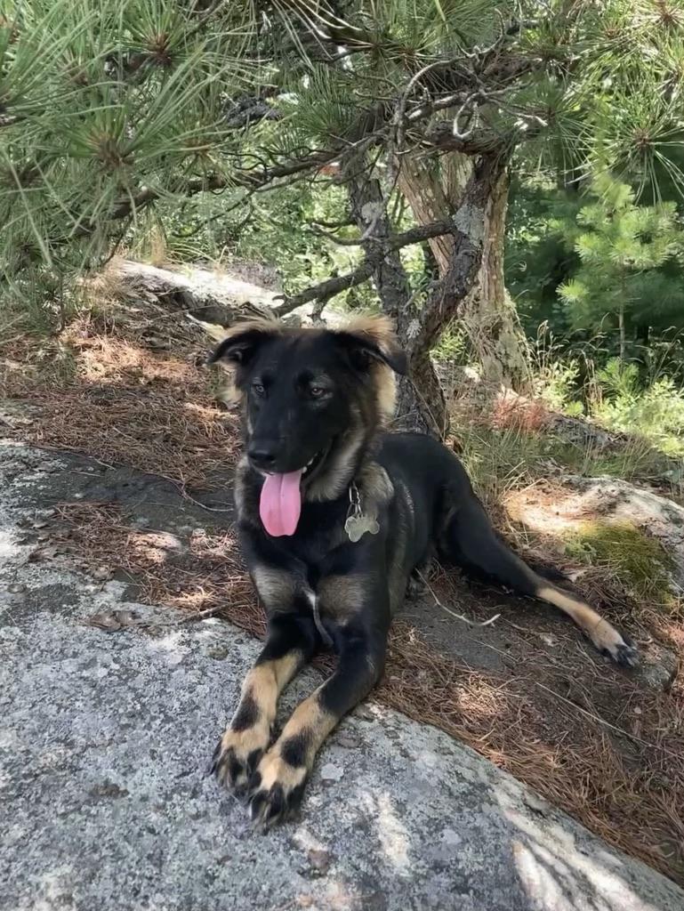 Desi *Urgent*, Adoptable, Adult Female Shepherd & Hound.