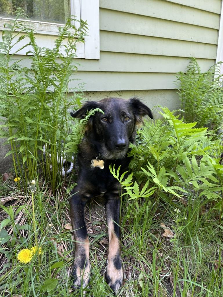 Enlarge Desi *Urgent*, a Adoptable mixed breed in Natick, MA image 6/6