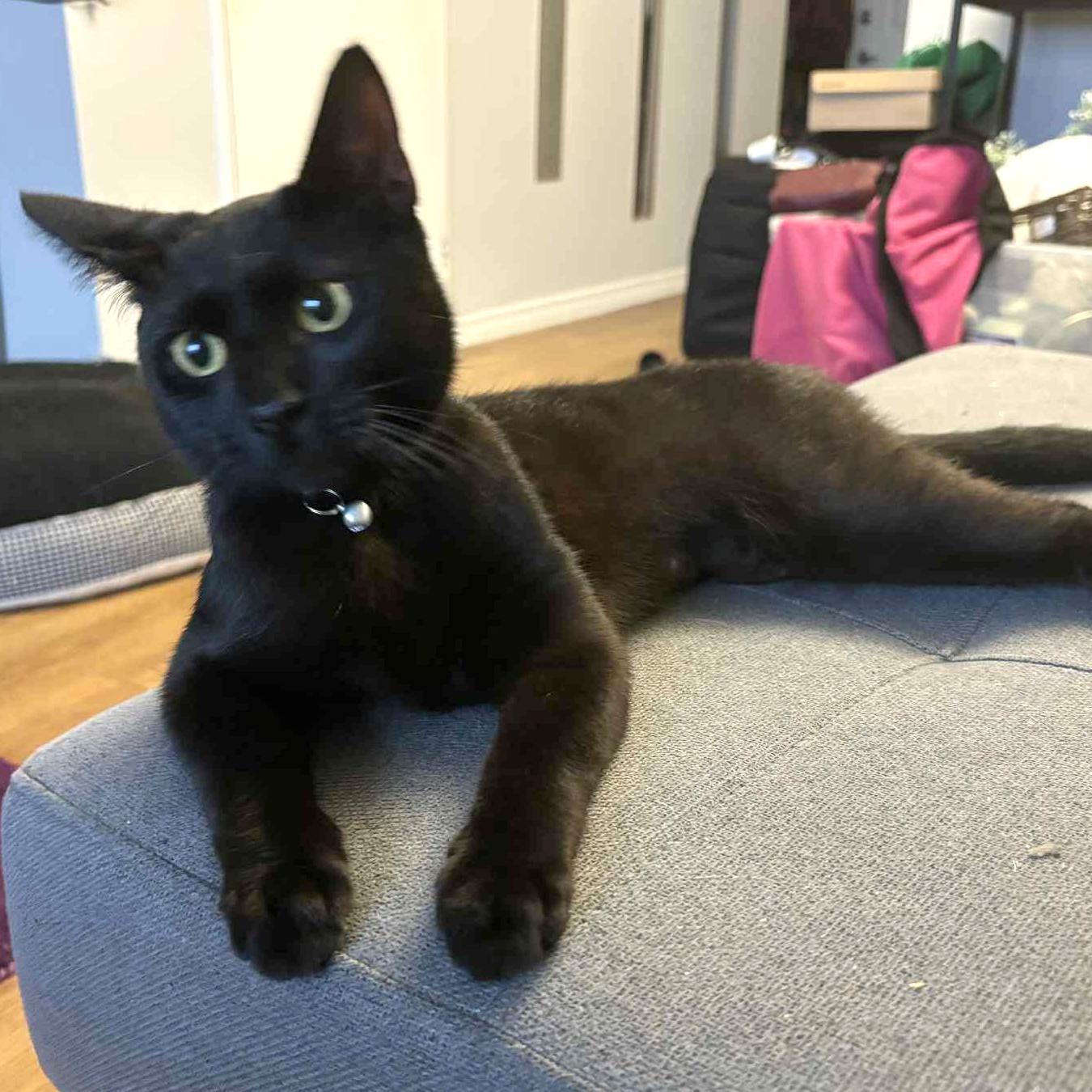 Lollipop - A Tenderhearted Snuggle Queen!, a Adoptable Domestic Short Hair in Hamilton, ON image 1/2