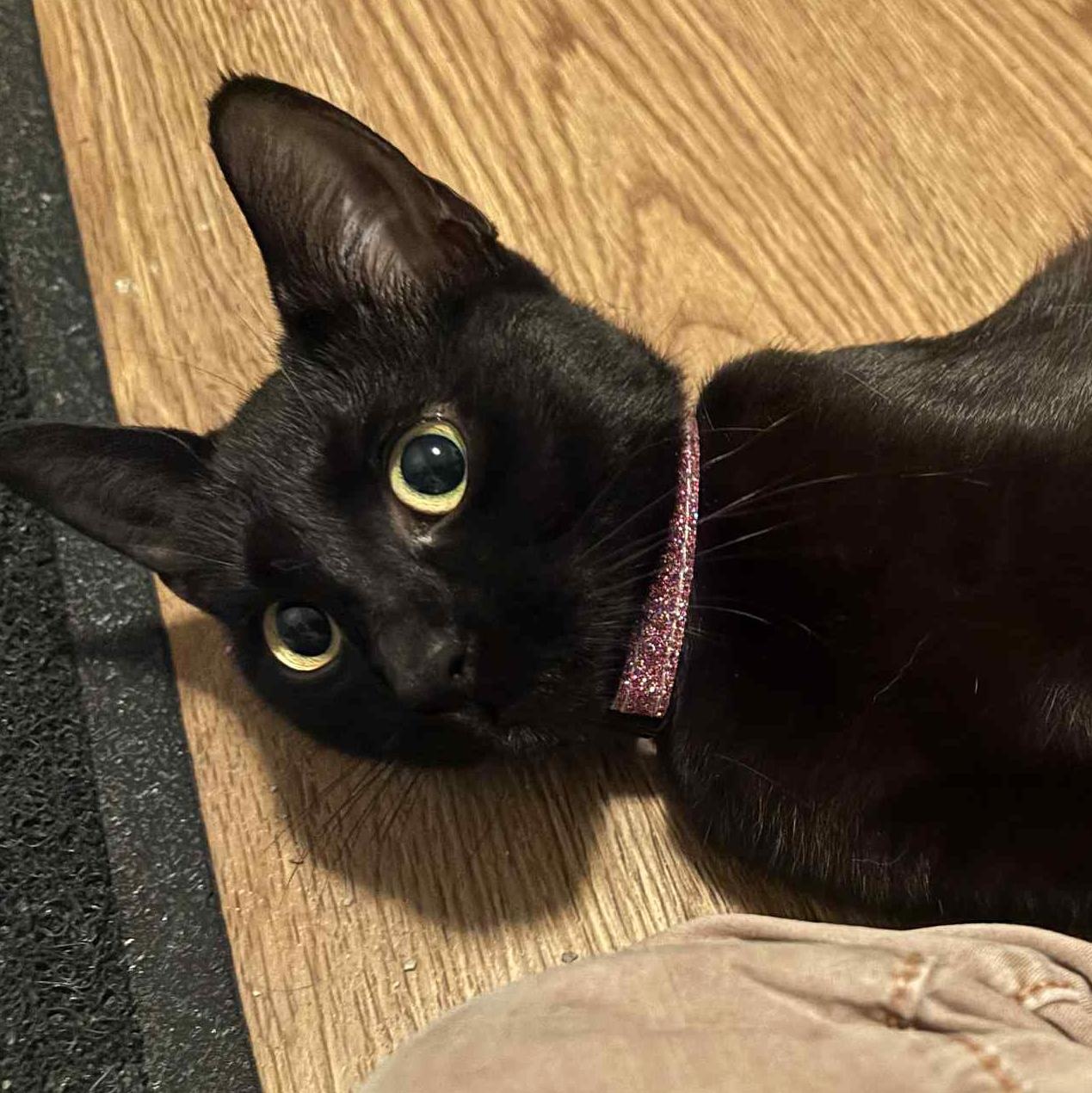 Lollipop - A Tenderhearted Snuggle Queen!, a Adoptable Domestic Short Hair in Hamilton, ON image 2/2