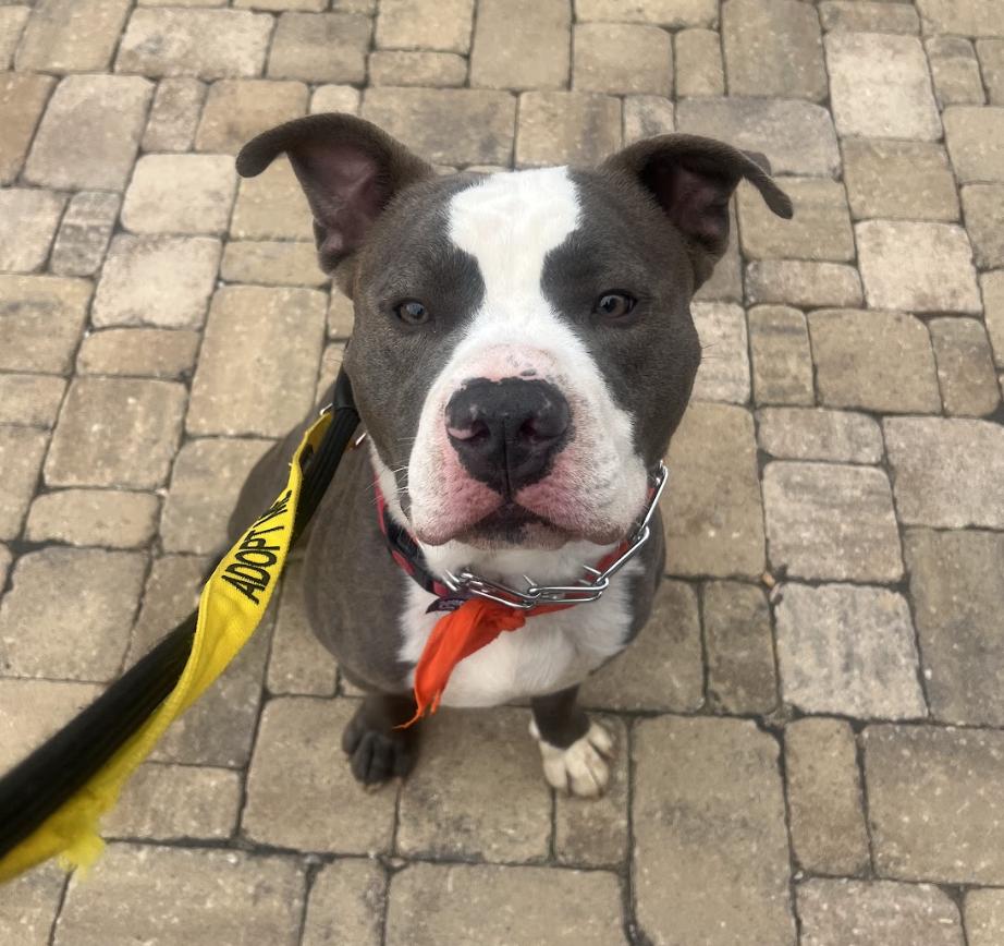 Polo, a Adoptable Pit Bull Terrier in Roswell, GA image 1/6