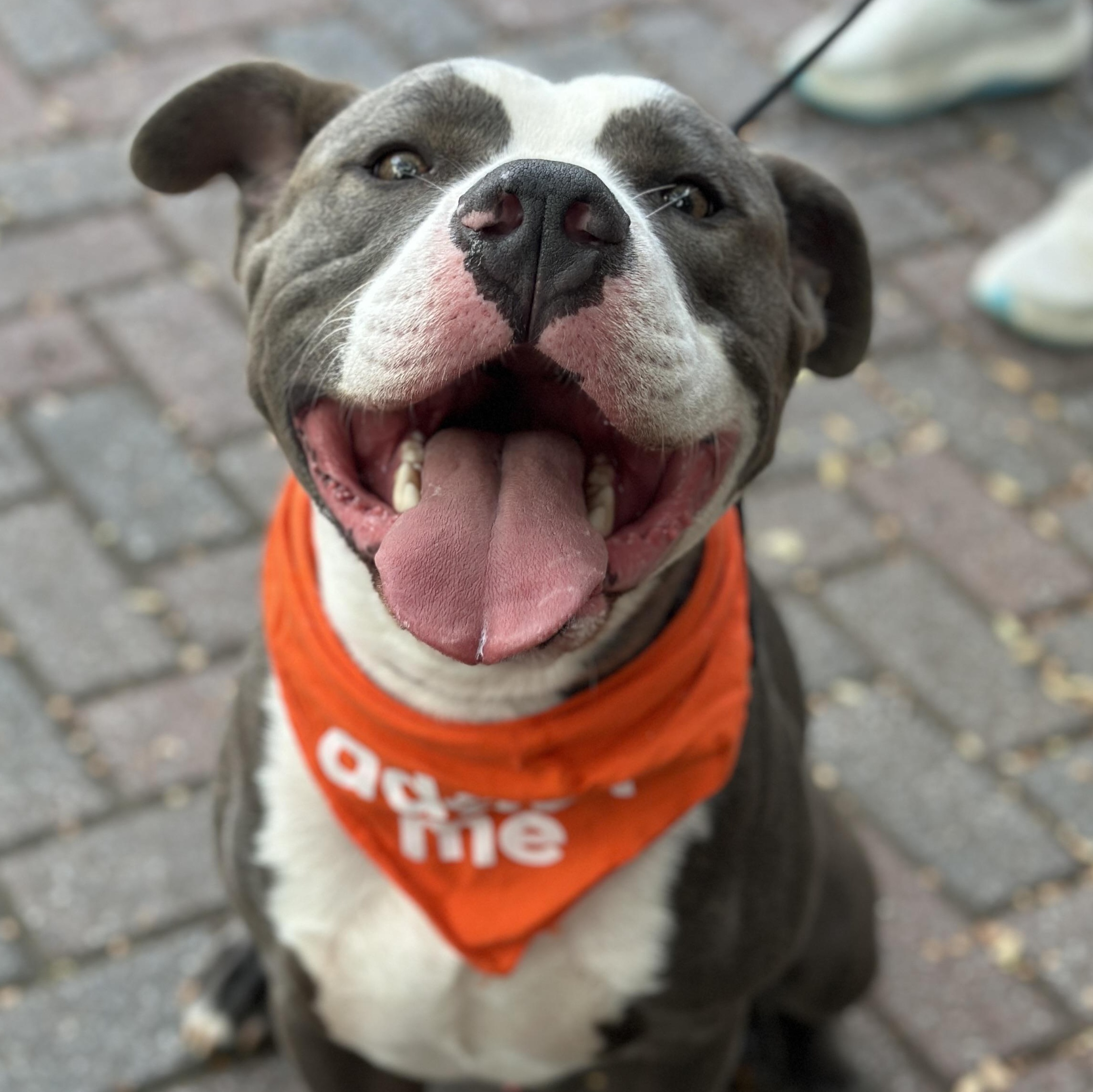 Enlarge Polo, a Adoptable mixed breed in Roswell, GA image 1/3