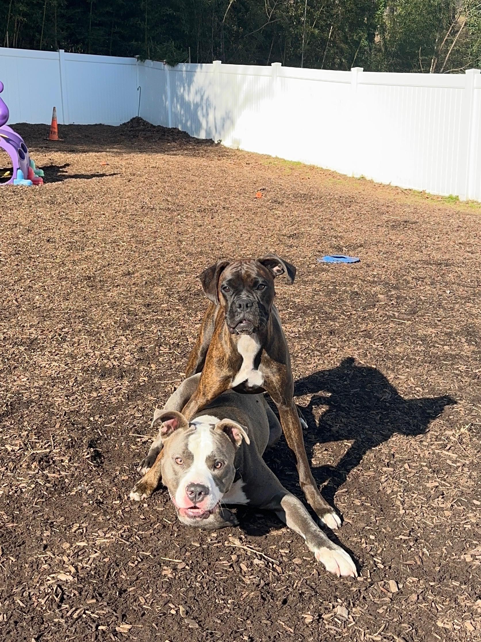 Enlarge Polo, a Adoptable mixed breed in Roswell, GA image 3/5