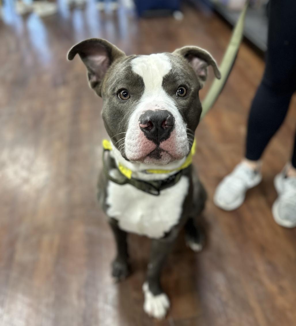 Polo, Adoptable, Adult Male Pit Bull Terrier.