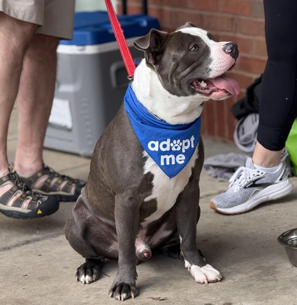 Polo, a Adoptable Pit Bull Terrier in Roswell, GA image 6/6