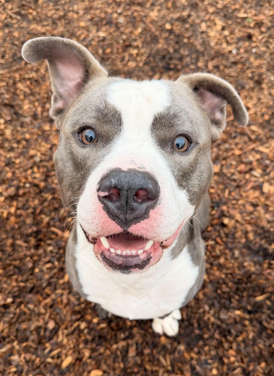 Enlarge Polo, a Adoptable mixed breed in Roswell, GA image 5/5