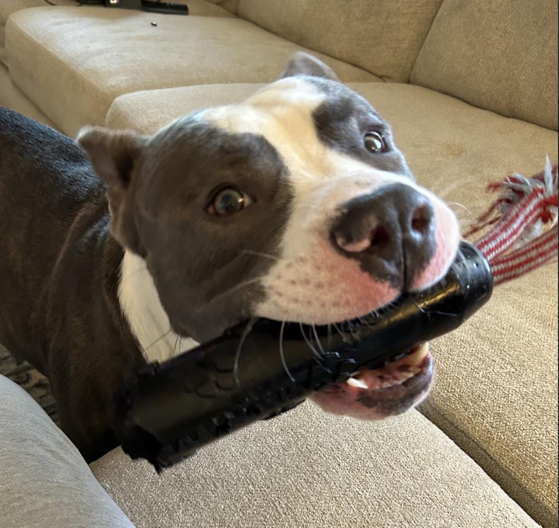 Polo, a Adoptable Pit Bull Terrier in Roswell, GA image 4/6